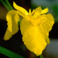 Iris pseudacorus from Japan