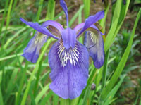 Iris aff. bulleyana