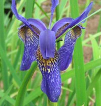 Iris aff. chrysographes