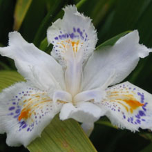 Iris japonicum