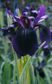 Iris chrysographes black form