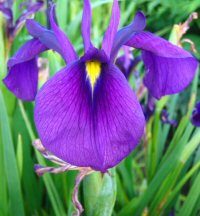 Iris ensata v. spontanea