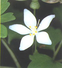 Isopyrum stoloniferum