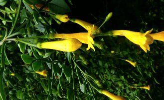 Jasminum bignoniaceum