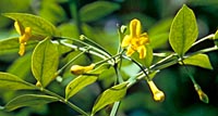 Jasminum humile f. wallichianum