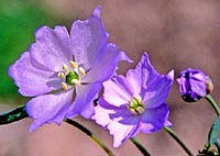Jeffersonia dubia