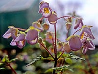 Jovellana violacea