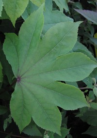 Kalopanax septemlobus v. magnificus