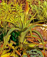 Kniphofia northiae