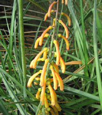Kniphofia thomsonii
