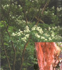 Lagerstroemia subcostata