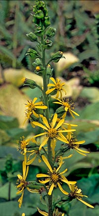 Ligularia sibirica v. speciosa