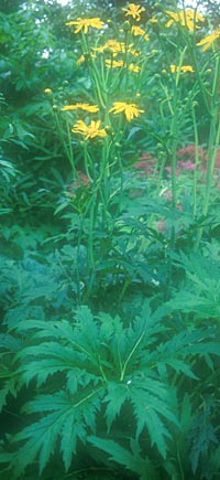 Ligularia japonica
