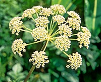 Ligusticum sp. from China