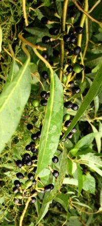 Litsea cubeba