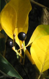Lindera umbellata v. membranaceae