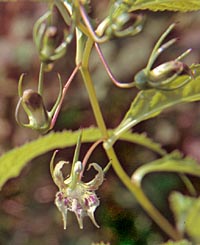 Lobelia aff. montana
