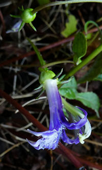 Lobelia montana from Vietnam