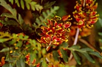 Lomatia ferruginea
