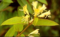 Lonicera acuminata