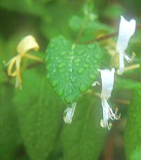 Lonicera similis v. delavayi