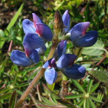 Lupinus costaricensis