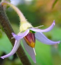 Lycianthes biflorum