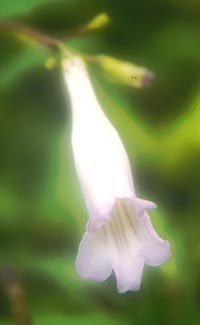 Lysionotus petelotii
