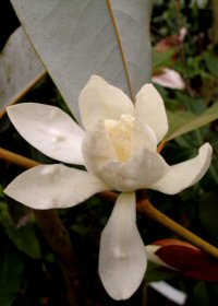 Magnolia floribunda v. tonkinensis