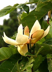 Magnolia hypoleuca see M. obovata