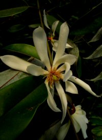 Magnolia floribunda v. tonkinensis