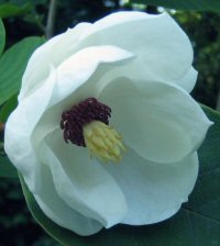Magnolia sieboldii ssp. sieboldii