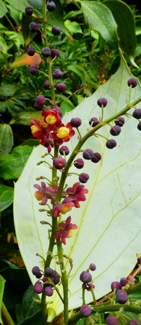 Mahonia gracilapes