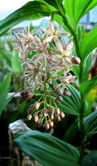 Maianthemum flexuosum