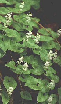 Maianthemum bifolium ssp. kamtschaticum