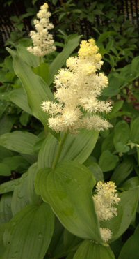 Maianthemum racemosum v. amplexicaule