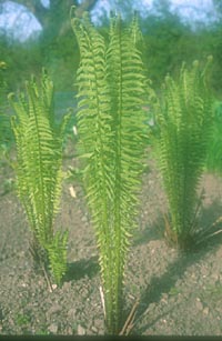 Matteuccia struthiopteris