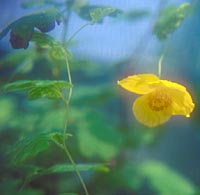 Meconopsis chelidoniifolia