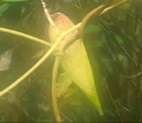 Metaplexis japonica