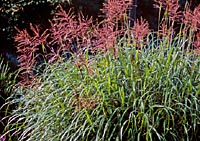 Miscanthus transmorrisonensis