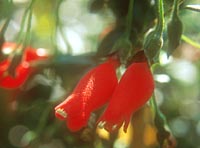 Mitraria coccinea Lake Puye form