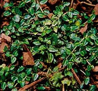 Mitchella undulata v. minor