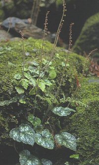 Mitella × inamii