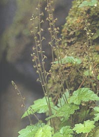 Mitella japonica