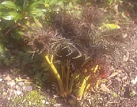 Molopospermum peloponnesiacum