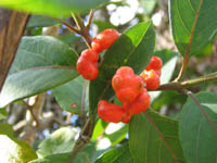 Morinda umbellata
