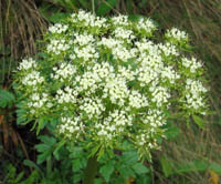 Myrrhidendron glaucescens