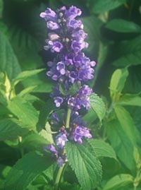 Nepeta subsessilis