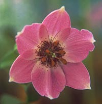 Nomocharis aperta