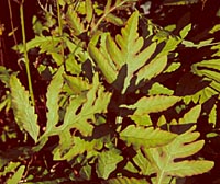 Onoclea sensibilis
